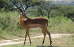 thumbnail of 3 Days Safari - Mikumi National Park